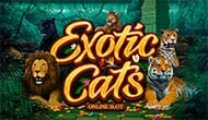 exotic cats слот